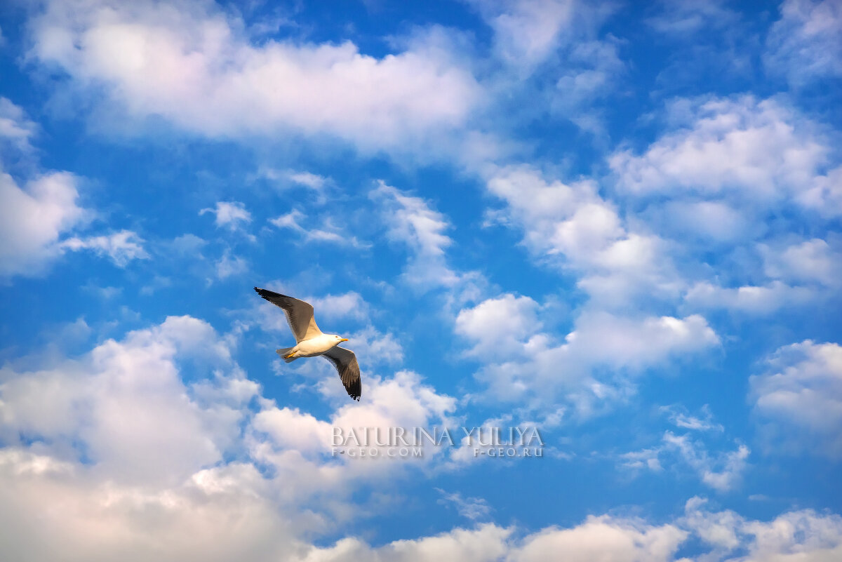 Чайка в небе - Юлия Батурина