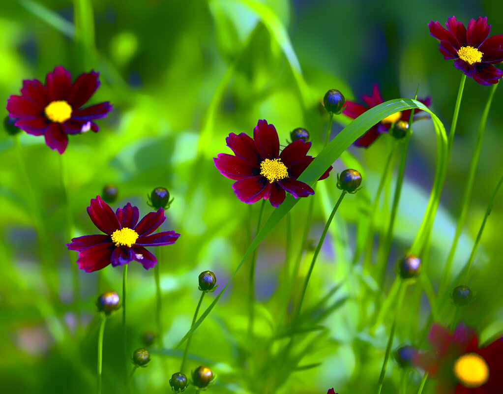 in the garden - Zinovi Seniak