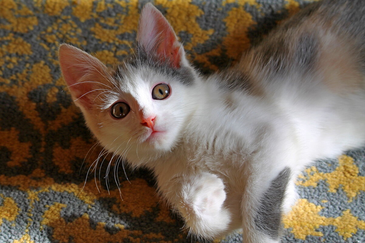 котенок через месяц - tamara kremleva