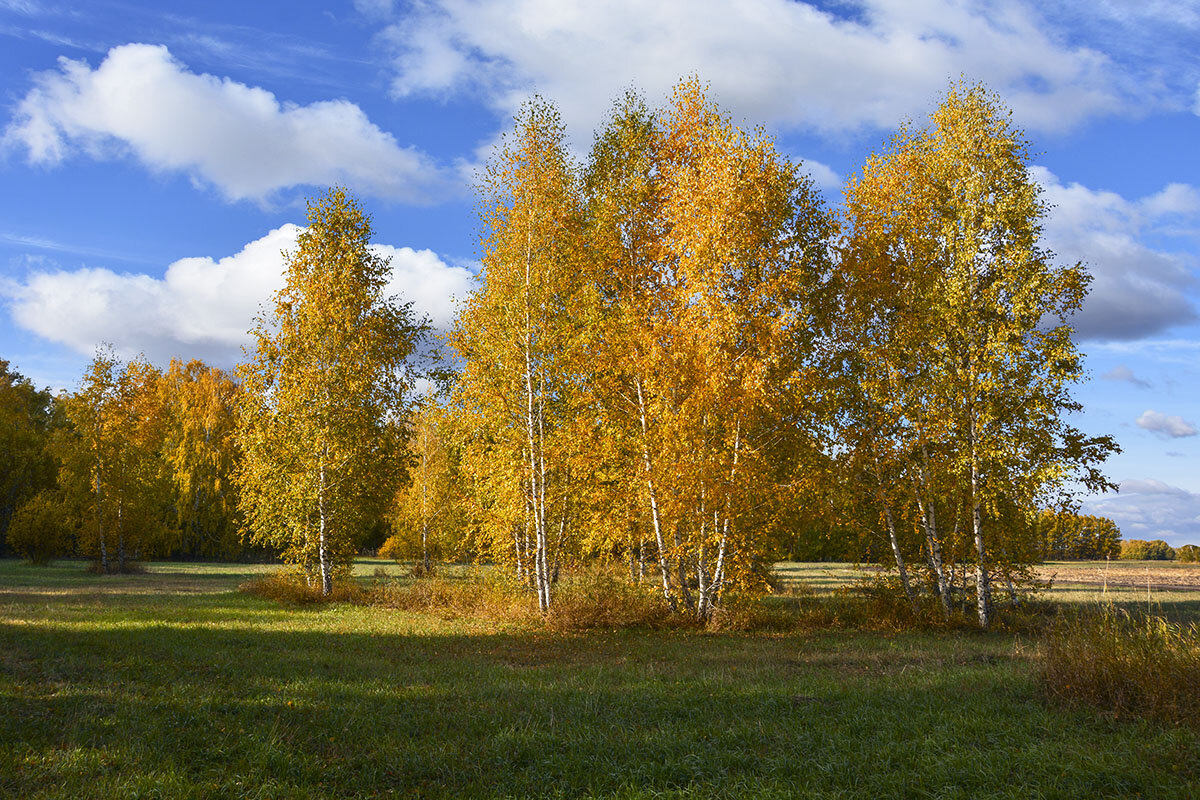 Осенний  цвет - Геннадий Супрун