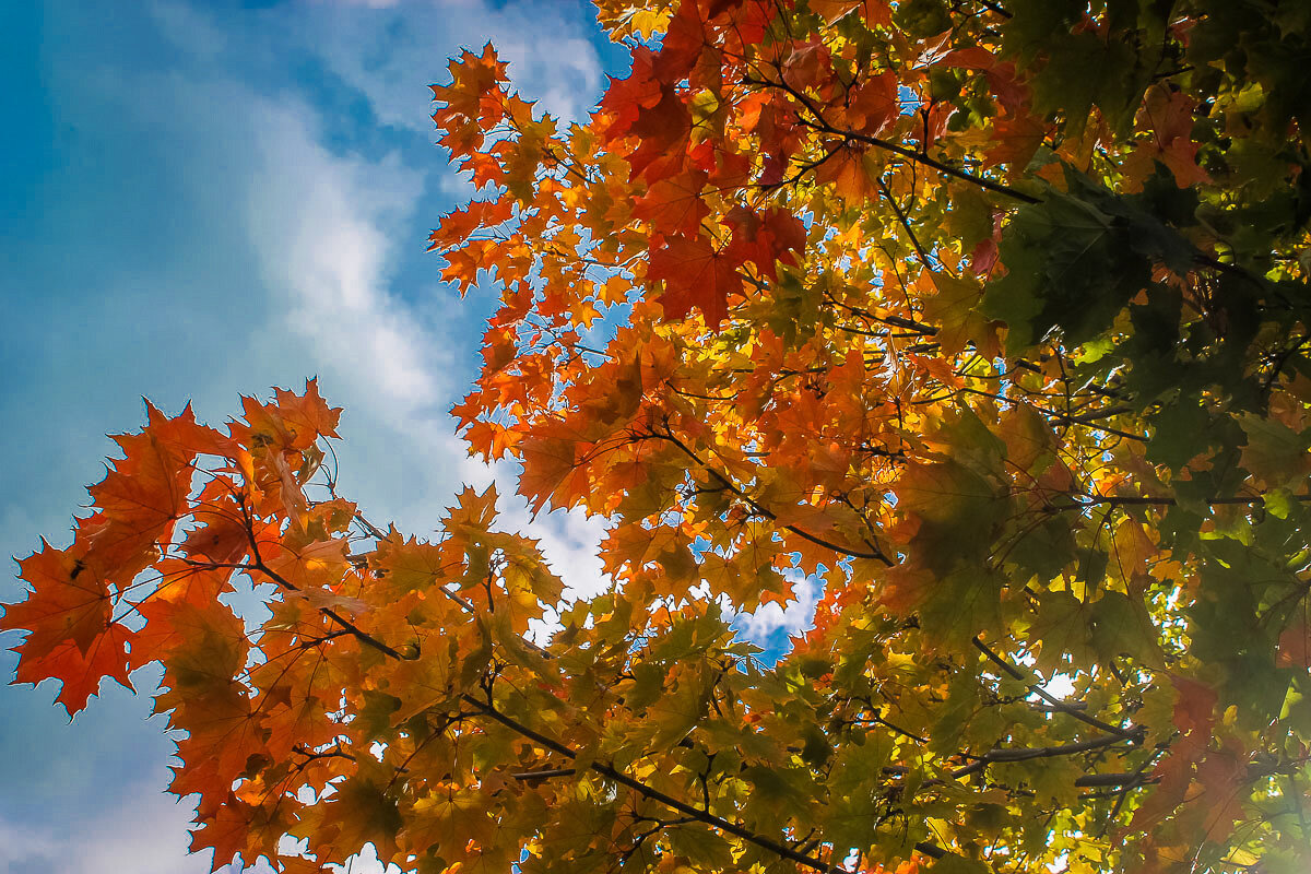 "Осенний день наполнен светом И грустной музыкой листвы..." - Надежда 