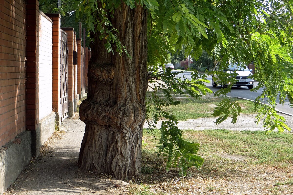 Кап – нарост на дереве с деформированными направлениями роста волокон древесины - Татьяна Смоляниченко