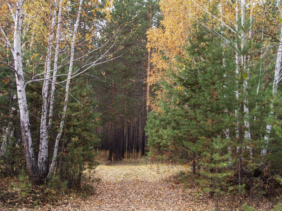 У берез и сосен... - Николай 