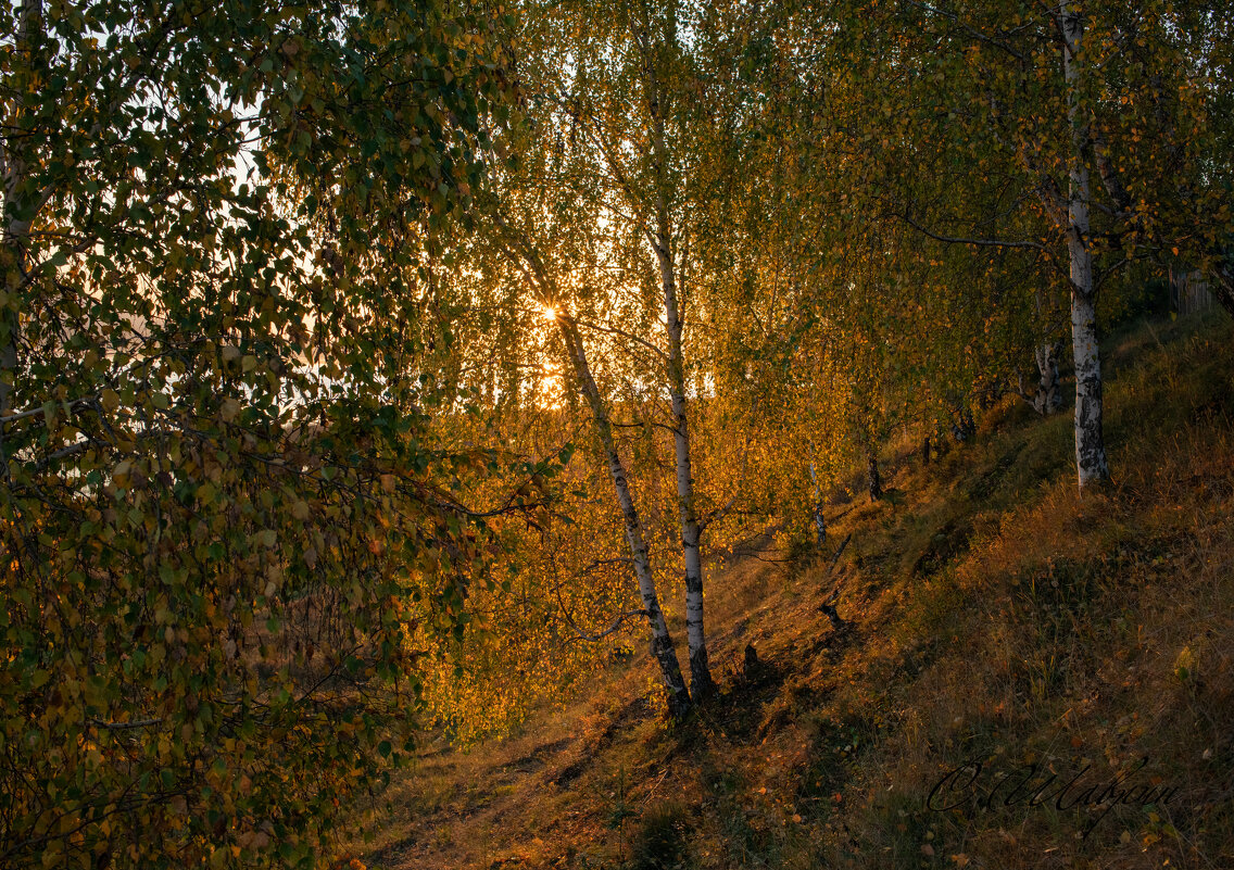 Рассвет в осенней листве - Сергей Шаврин