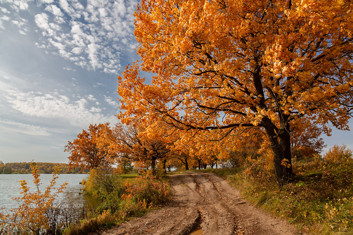 Осенний пейзаж дерево