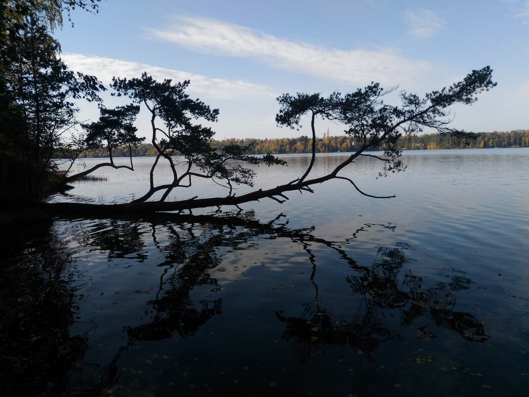 лесное озеро - Lyudmila 