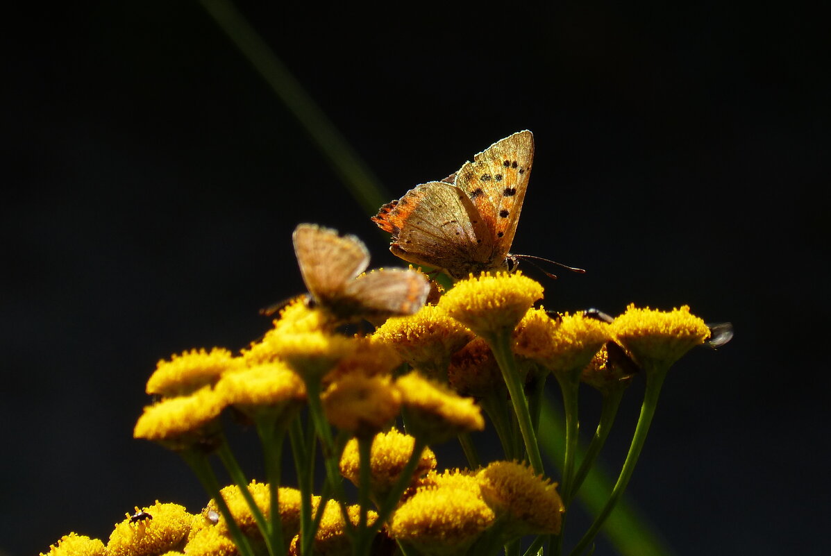 бабочки бабьего лета 14 - Александр Прокудин