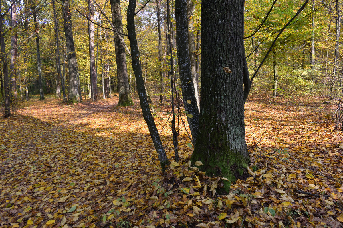Осенний лес - Gera 