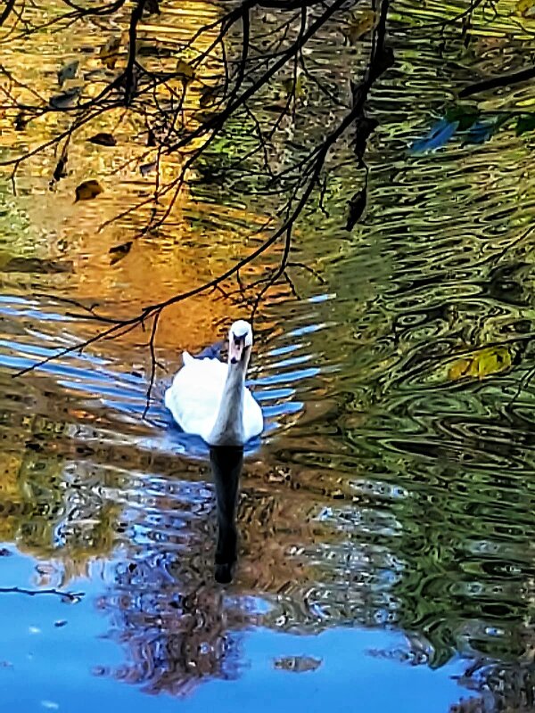 Белый лебедь на пруду - Сергей Б.