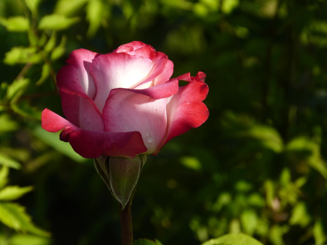 розовая роза - Тамара 