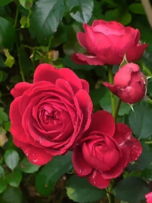 Розы - minchanka 
