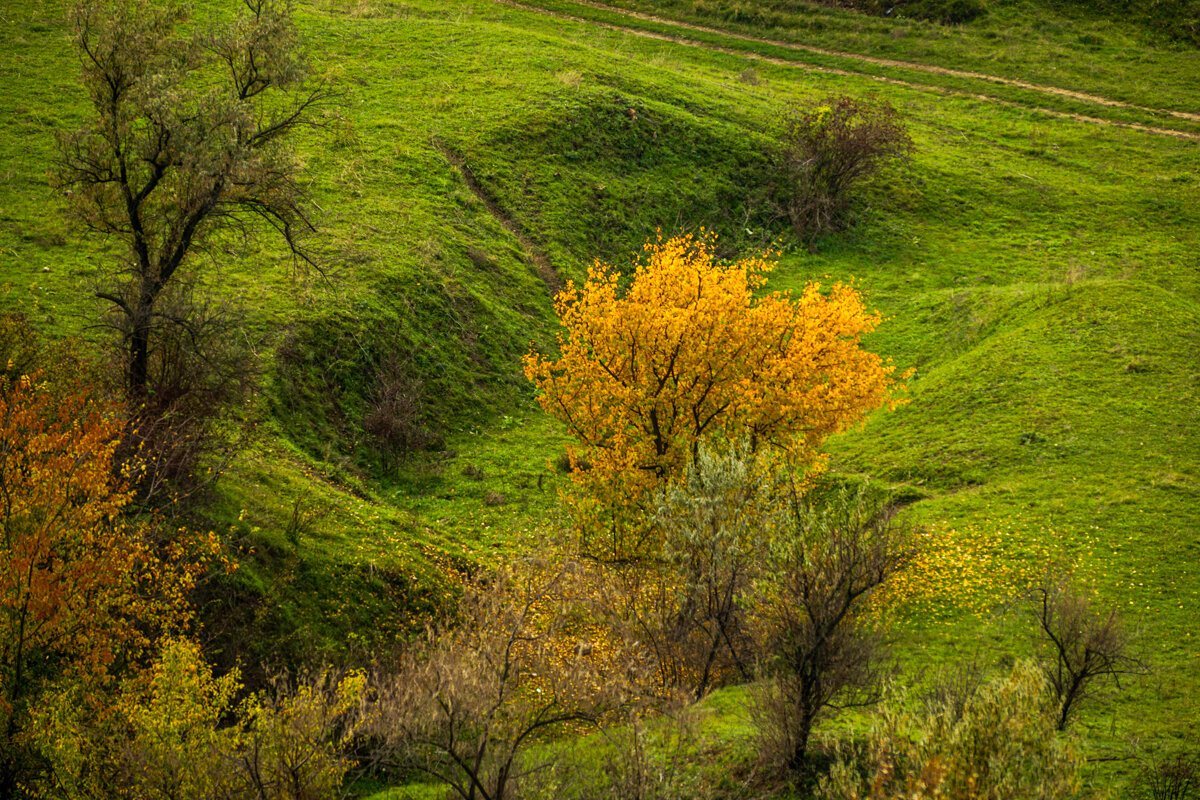 Осень и молодая трава - Игорь Сикорский