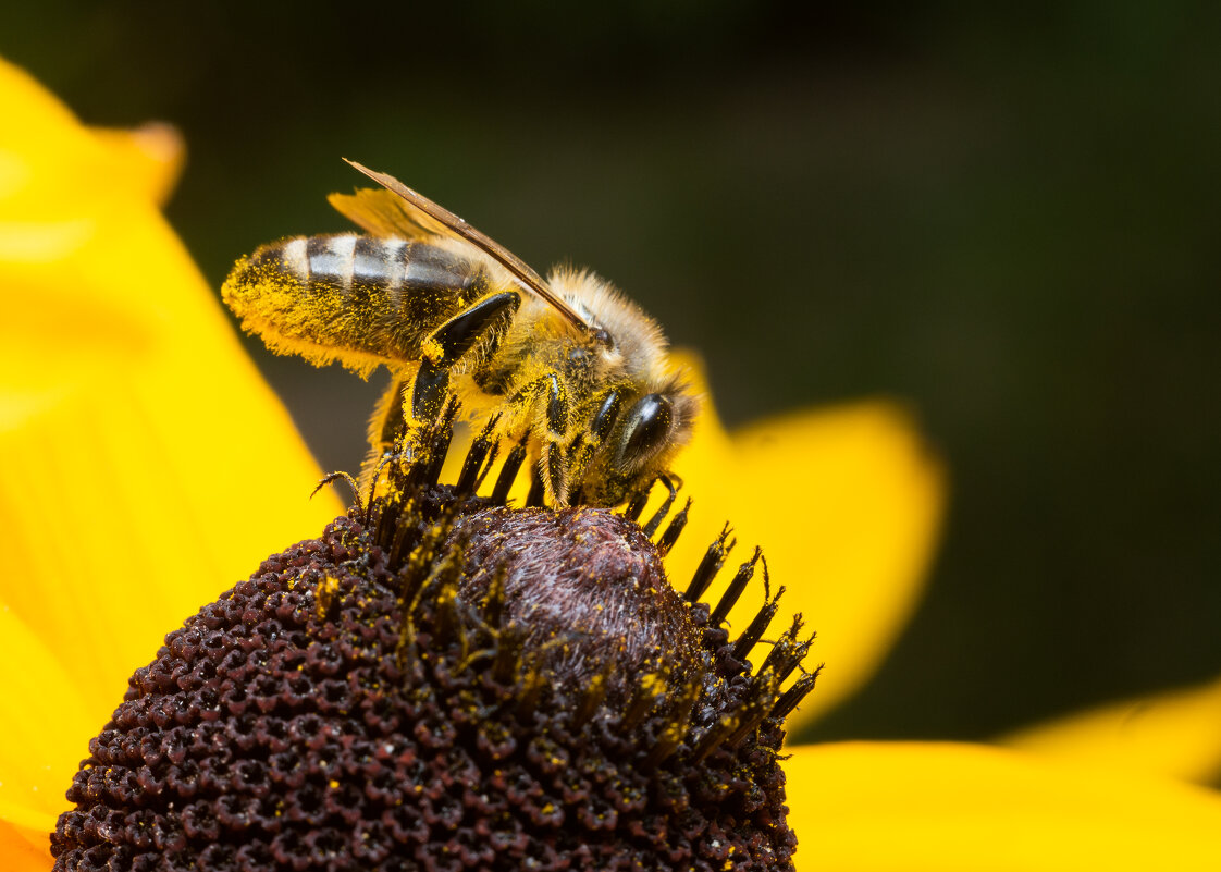 Пчела в пыльце - Владимир Машко
