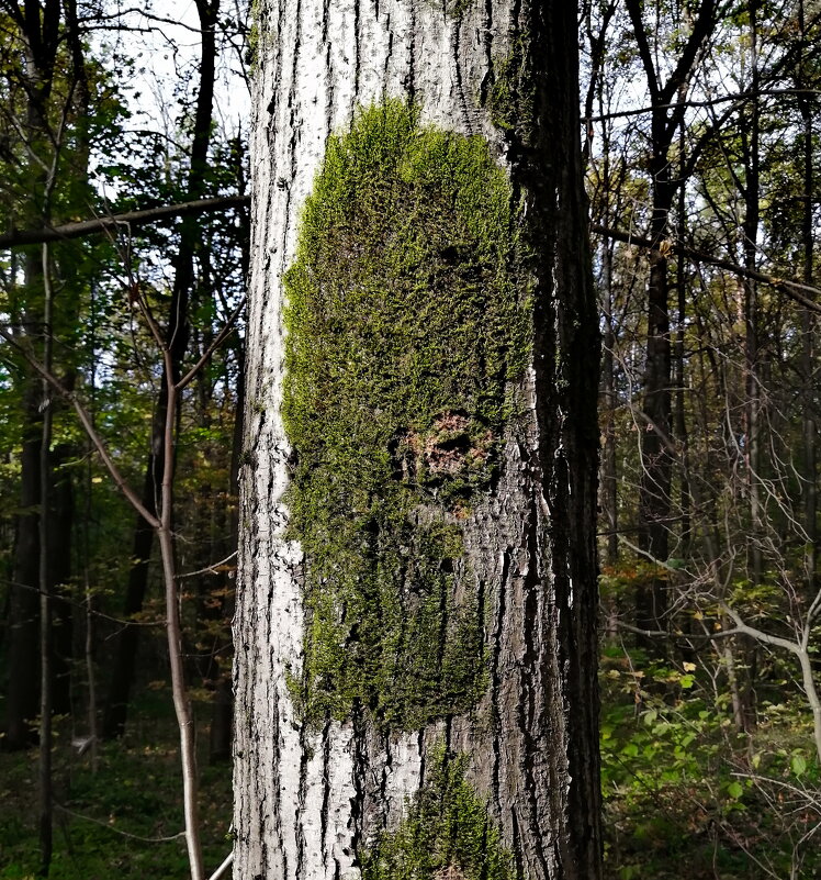 GREEN LIVES MATTER - Юрий Вовк