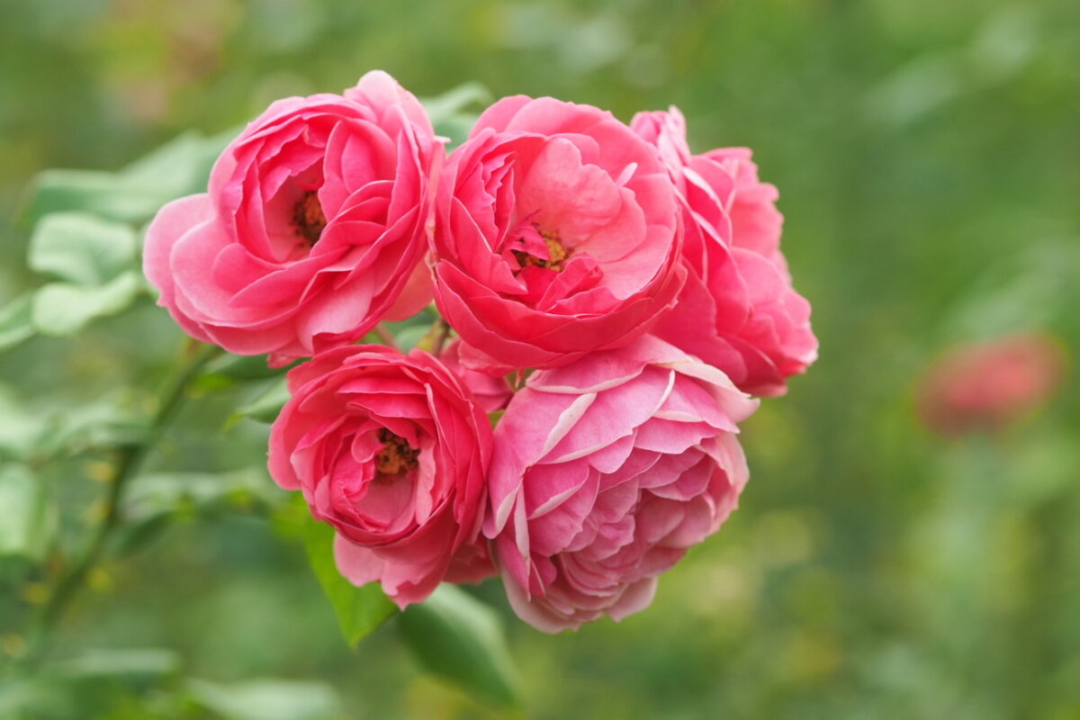 Роза флорибунда "Pomponella" - wea *