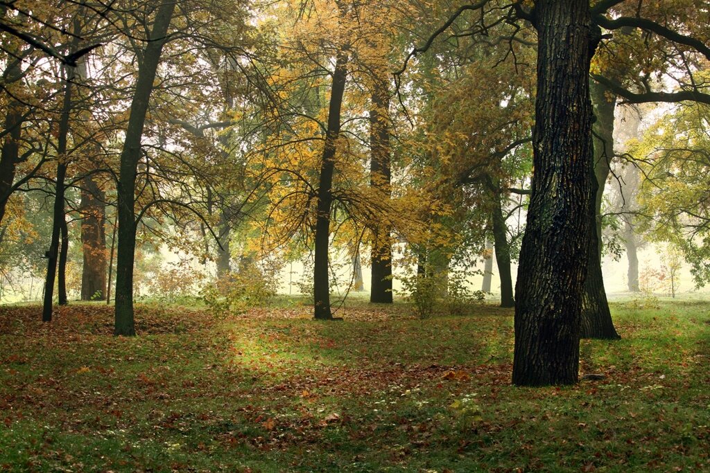 Осень – самое философское время года. - barsuk lesnoi