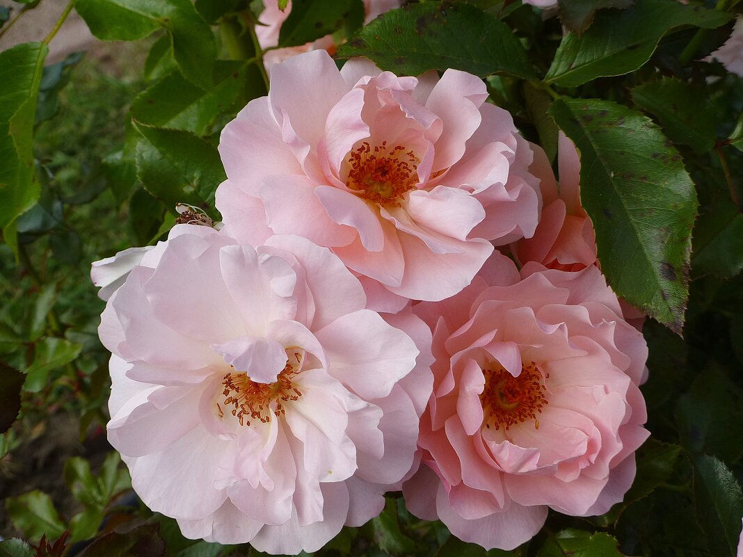 Розовые розы - чистота и нежность - Лидия Бусурина
