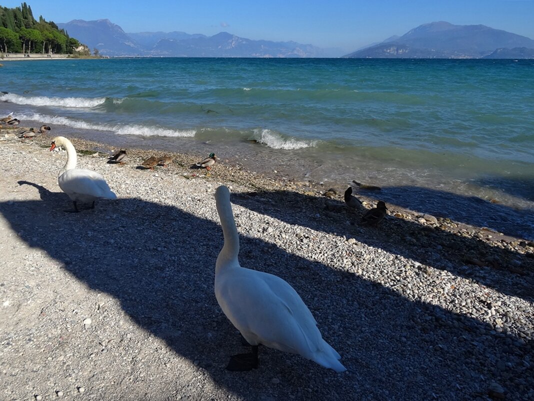 Лебеди на берегу озера Гарда, Италия - wea *