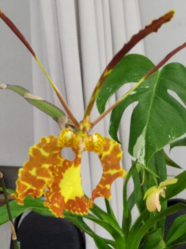 Вот такая орхидейка - Galina194701 