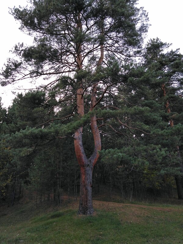 "Причудливы деревья, как судьбы у людей...." - Анна Суханова