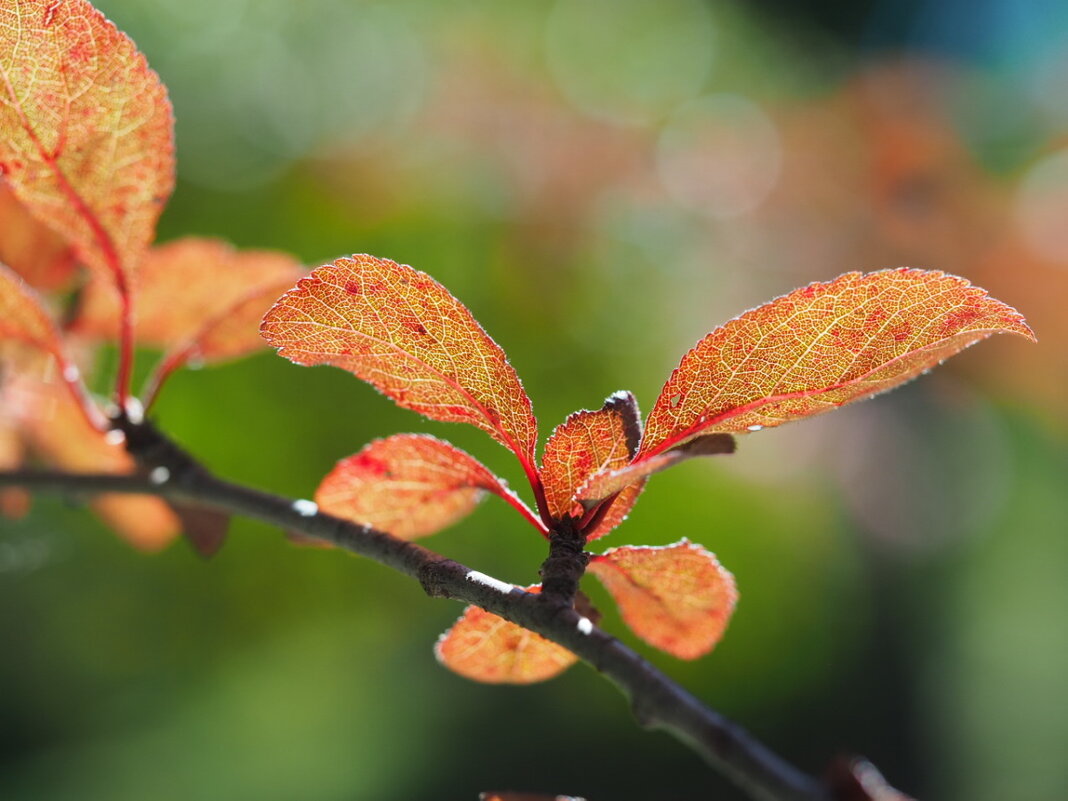 Прожилки осенних листьев - wea *