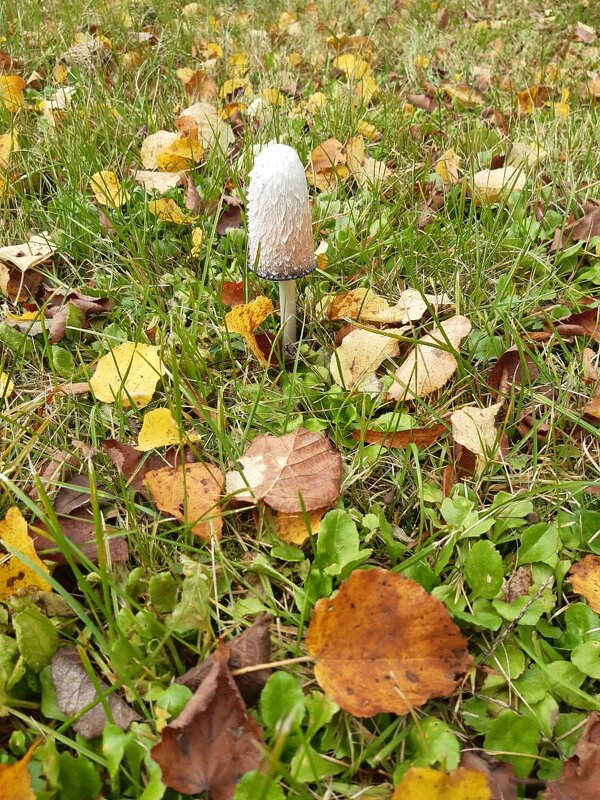 October - silvestras gaiziunas gaiziunas