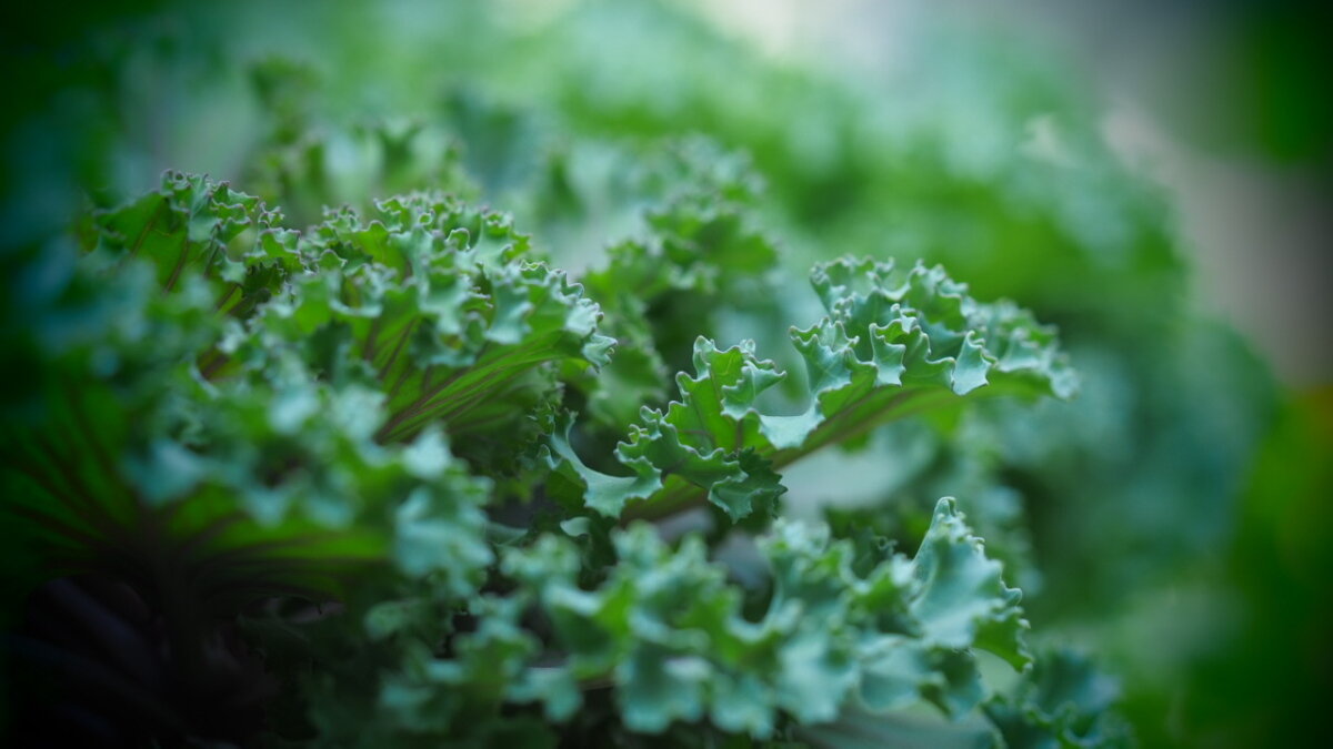 Декоративная капуста Brassica - wea *