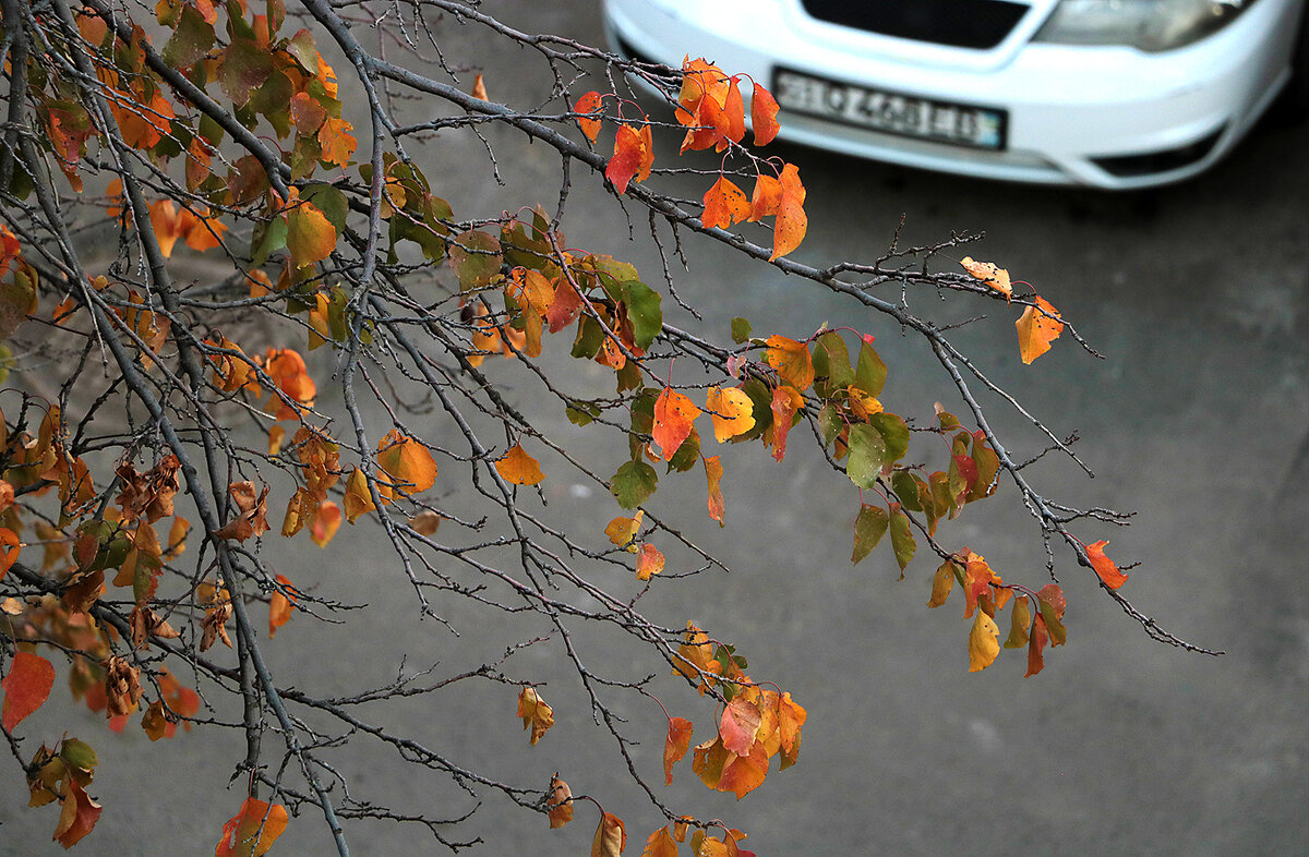 Осень в моем дворе - Светлана 