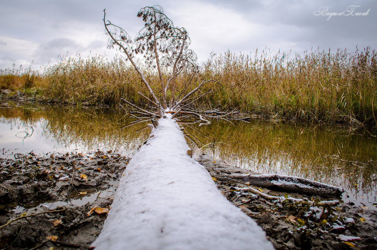 Упавшее мертвое дерево в воде - Вадим Басов