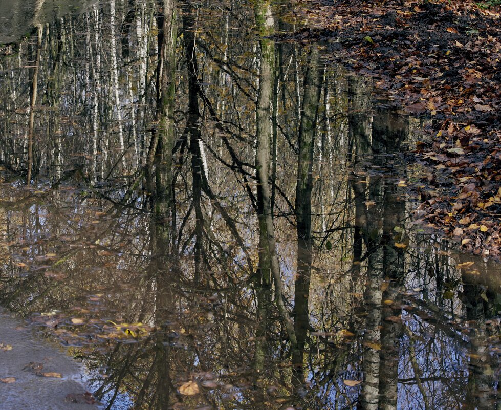 Осень в луже - Александр Запылёнов