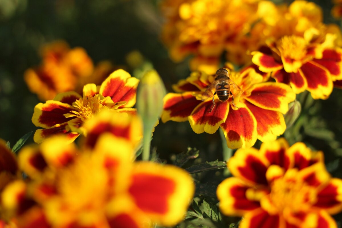 Пчела и цветок - Ирина Шустова