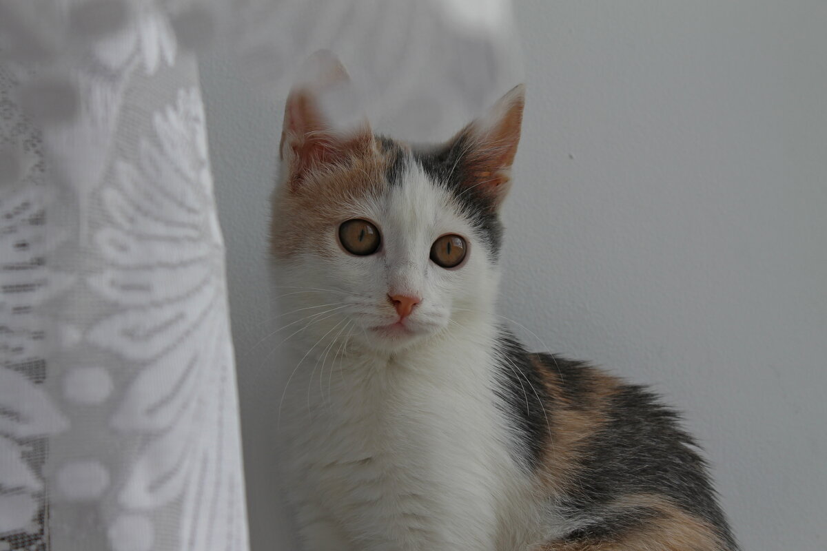 котенок - tamara kremleva