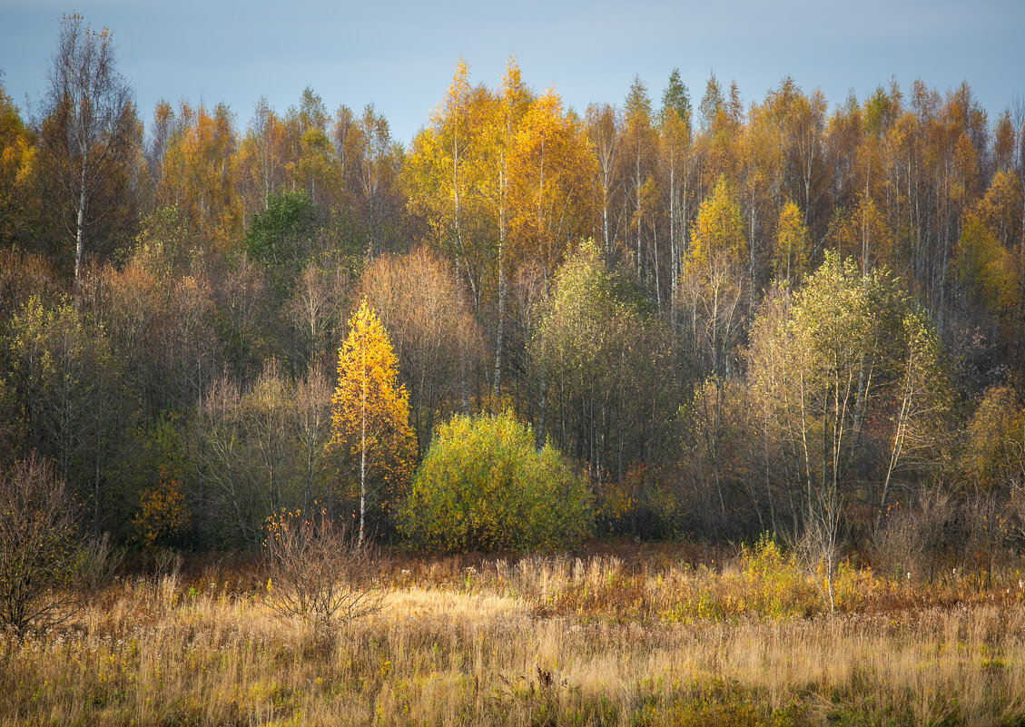 Осенний лес - Алекс Римский
