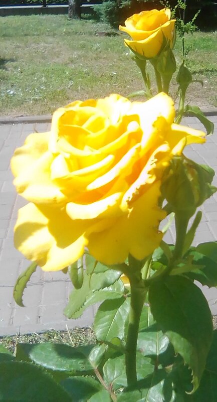 Жёлтые розы летом в сквере. - Марта Васильева 