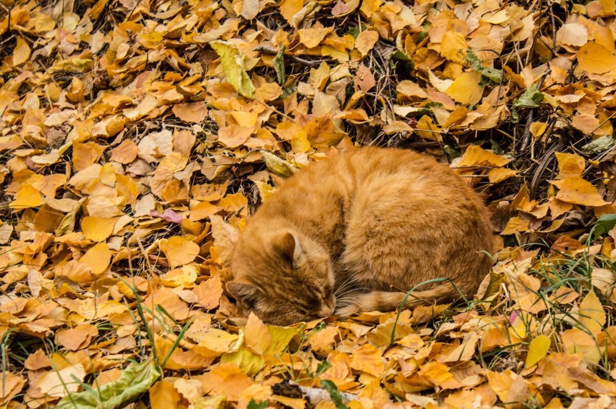 Осенние сны кота Осипа - Борис 