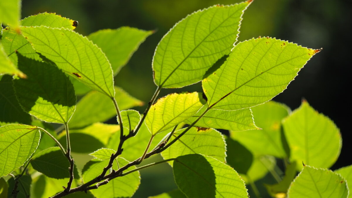 Бруссонетия бумажная Broussonetia papyrifera - wea *