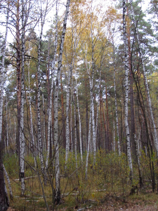 Тамбов. Осенний лес - Герович Лилия 