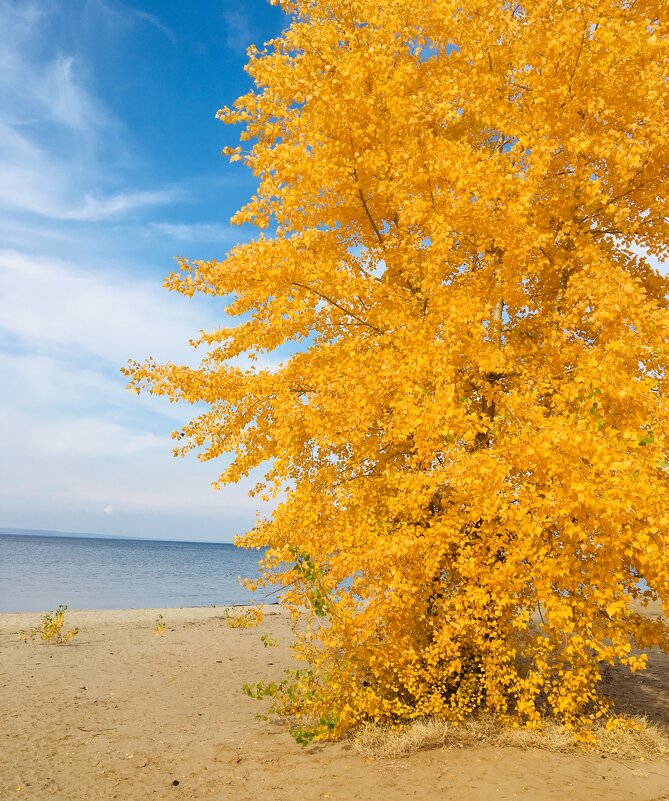 Осень над Волгой с палитрой и кистью В жёлтом кленовом венке - Алина Смирнова