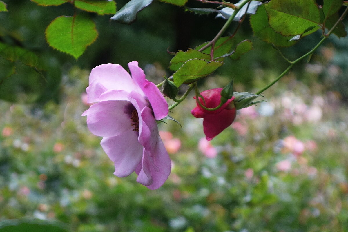 Цветы в саду Сан-Галли - Маргарита Батырева