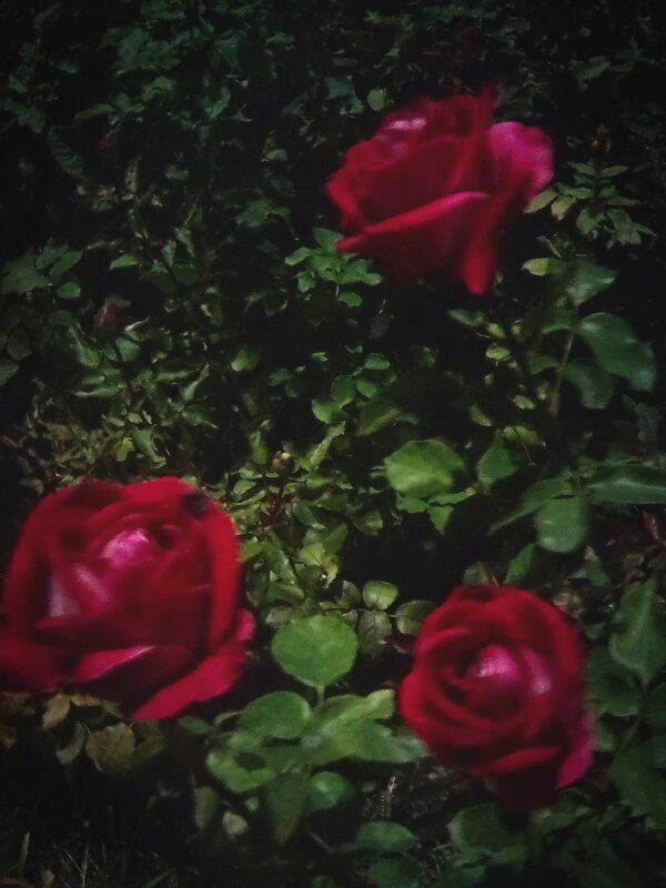 Rose night. - Марта Васильева 