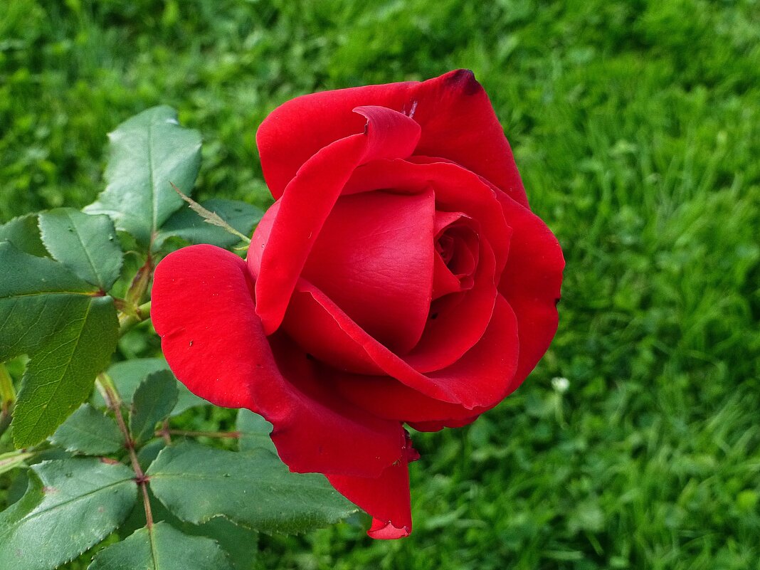 Красная роза - Лидия Бусурина
