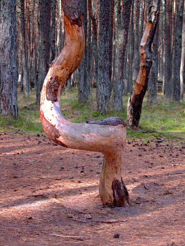 Танцующий лес.. - Сергей Карачин