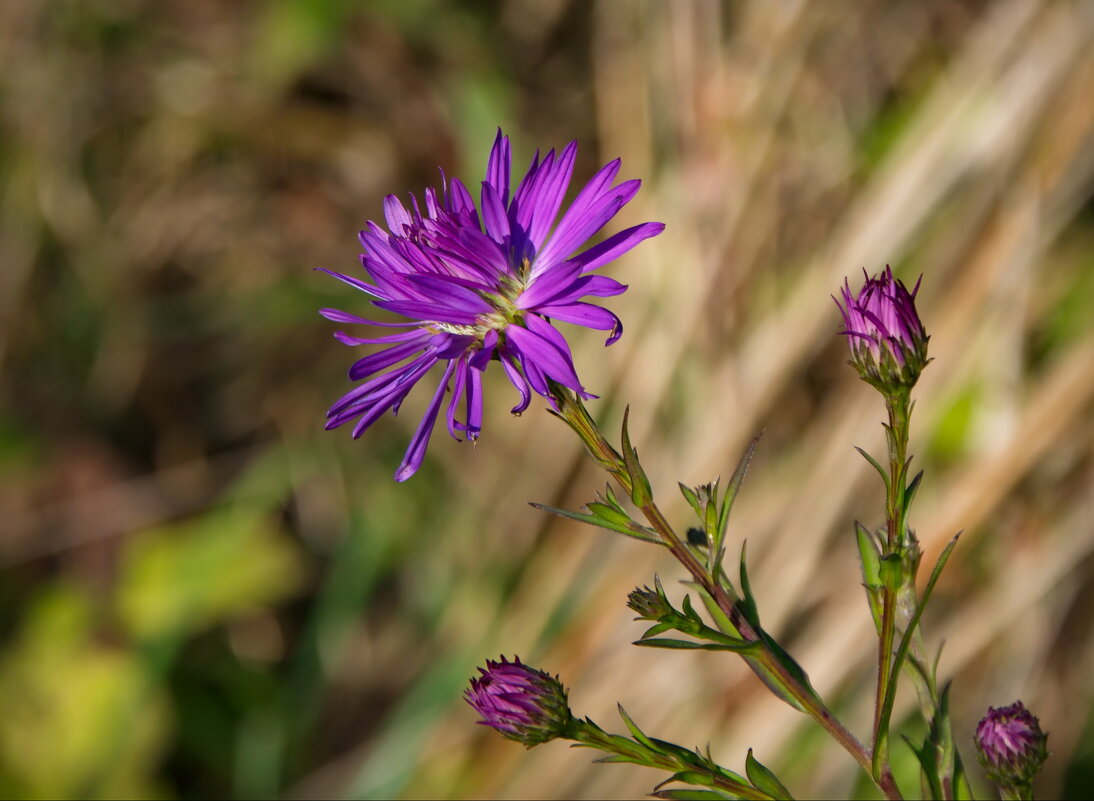 Фиолетовый цветок - lady v.ekaterina
