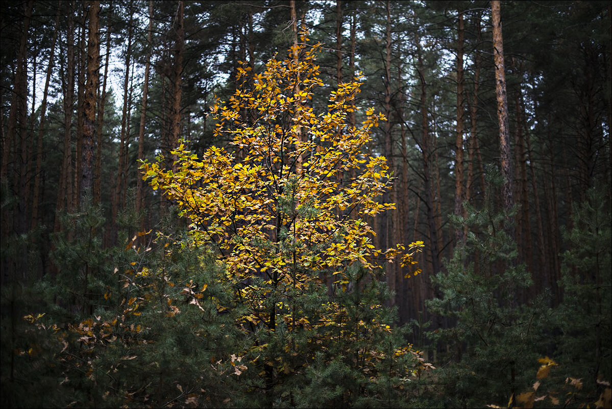Осень в лесу - Юрий Васильев