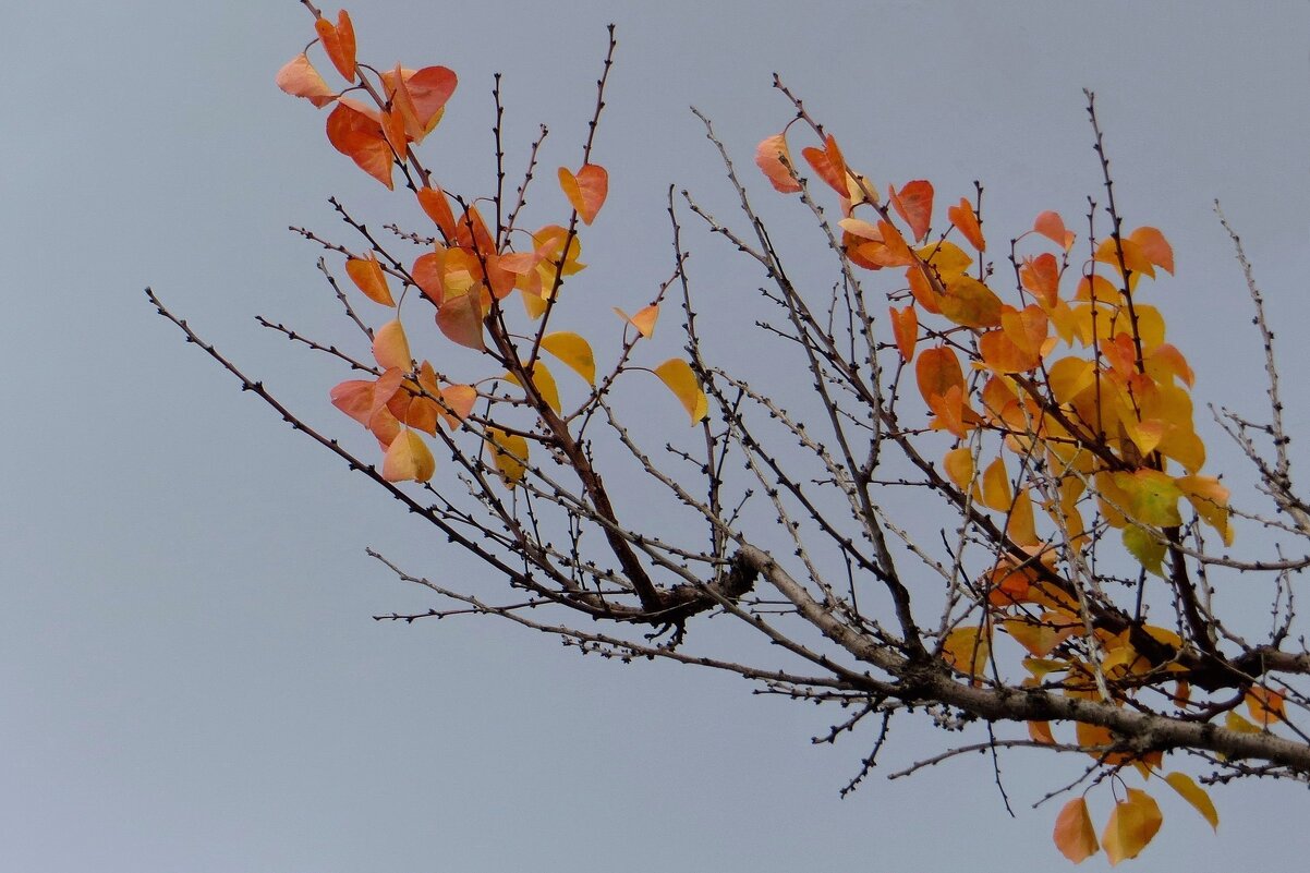 Багрянец с позолотой осенних листьев абрикоса - Татьяна Смоляниченко