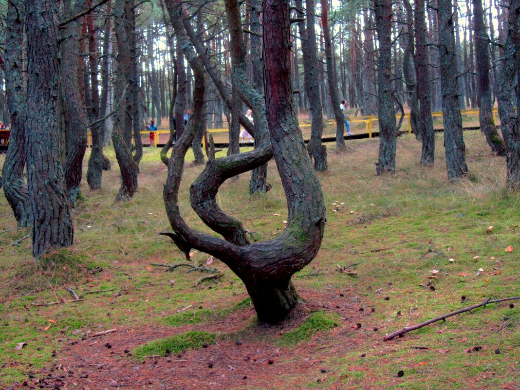 Твнцующий лес - Сергей Карачин