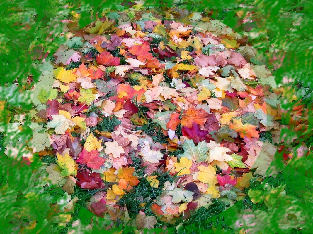 Листья ложатся как пестрый ковер на траву - Ольга Довженко