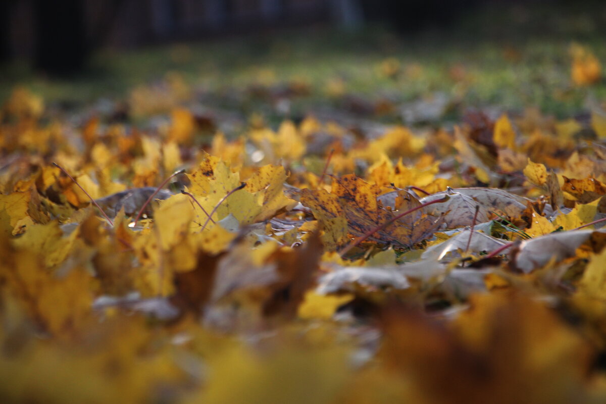 Осень скверы украшает разноцветною листвой ... - Tatiana Markova