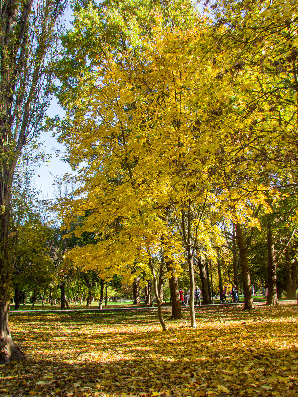 Осень в нашем парке - Варвара 