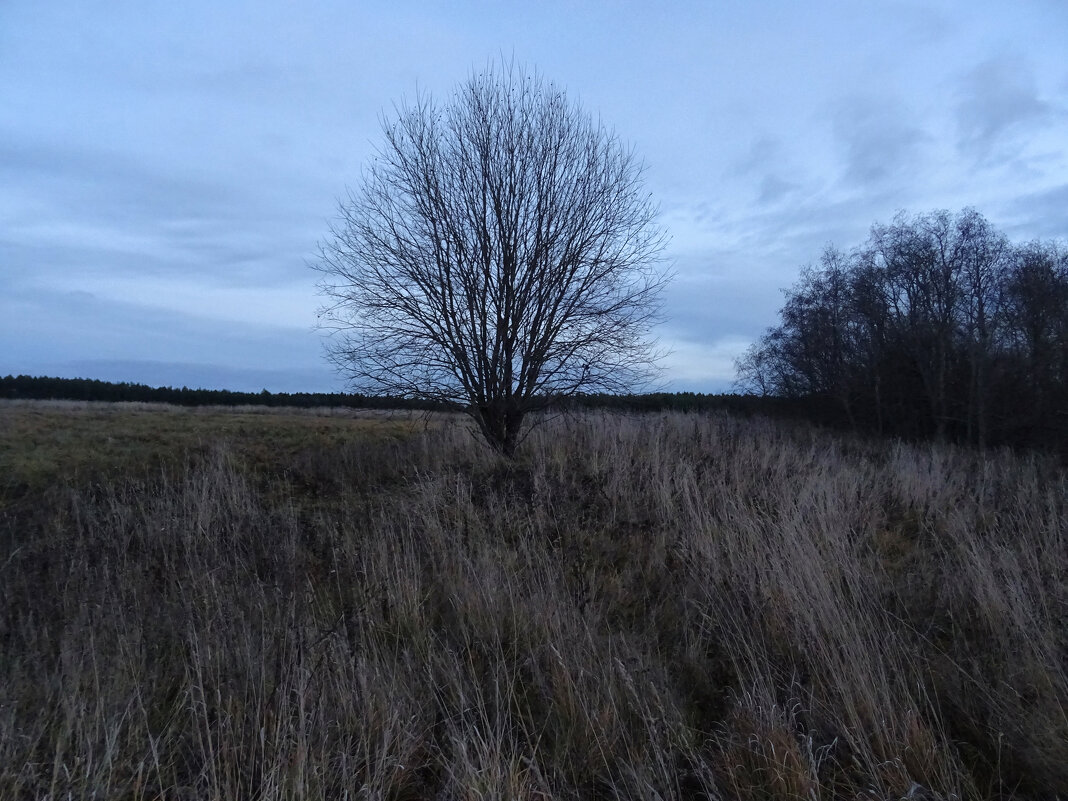 Сумерки - Денис Бочкарёв